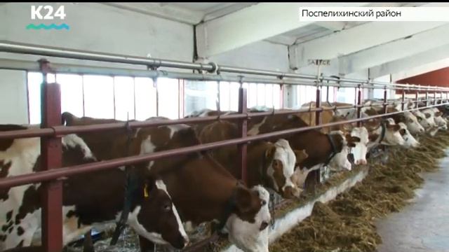 Спорткомплекс для сотрудников работает в крестьянском хозяйстве Поспелихинского района смотреть онлайн