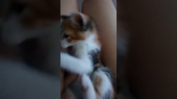 Нельзя кусаться