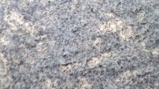 Штрудель с маком ?? смотреть онлайн