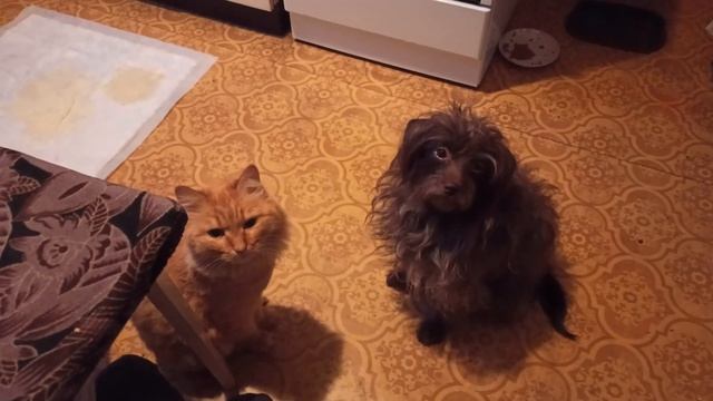 Будни заточника Утро Девоньки припевоньки мои смотреть онлайн