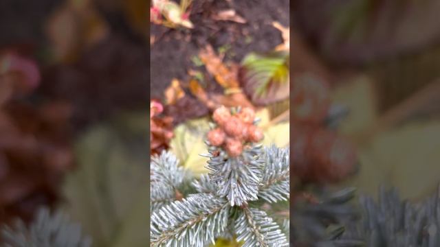 ПИХТА ГОРНАЯ “COMPACTA”