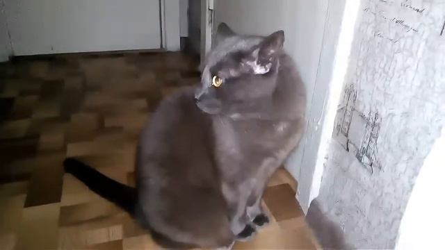 Серый котик смотреть онлайн