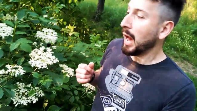 ПОЛЕЗНЫЙ ЧАЙ из БУЗИНЫ - лекарственный, красиво цветущий неприхотливый кустарник для сада дачи смотреть онлайн