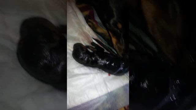 Роды таксы смотреть онлайн