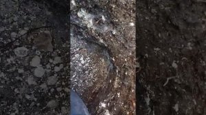 Кремлёвский персик??