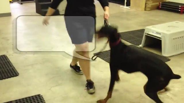 Mia the 9 Month Old Doberman, Isn't Aggressive. She's Just Crazy! смотреть онлайн
