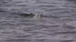 КАСПИЙ Как Браконьеры Бросают Свои Снасти с Осетрами 2020 г