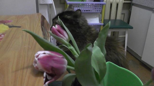 Кошка Муля и цветы 8 марта смотреть онлайн