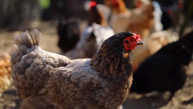 Животные детям. Куры Петухи Цыплята смотреть онлайн