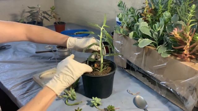 REPRODUCCION de suculentas POR ESQUEJE.🌱#reproduccion #propagacion #suculentas #esqueje #tallo #rai смотреть онлайн