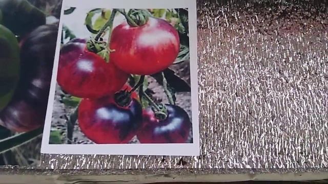 Сажаем семена томатов Сибирский тигр . смотреть онлайн