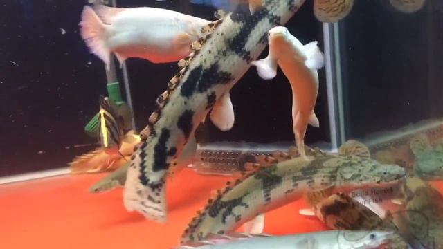 Bichir & Tankmates смотреть онлайн