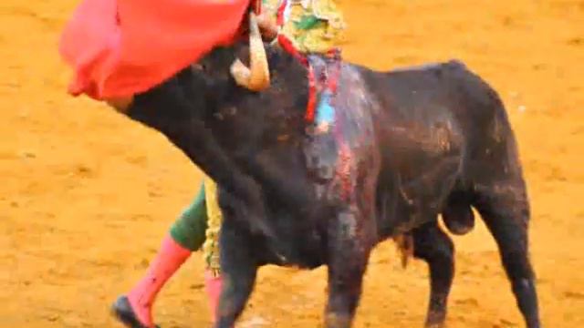 Jose Carlos Venegas, torero de Beas de segura, toreando en Villanueva del Arzobispo смотреть онлайн
