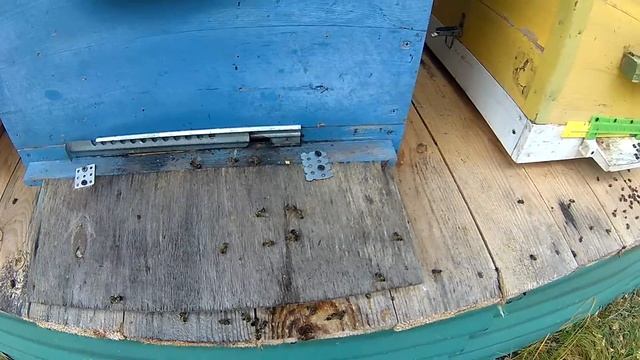 Осыпь пчёл от муравьинки. смотреть онлайн