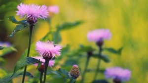 Футаж — Василек. Красивые цветы Васильки и пчелы. Футажи (footage) красивая природа [FullHD]