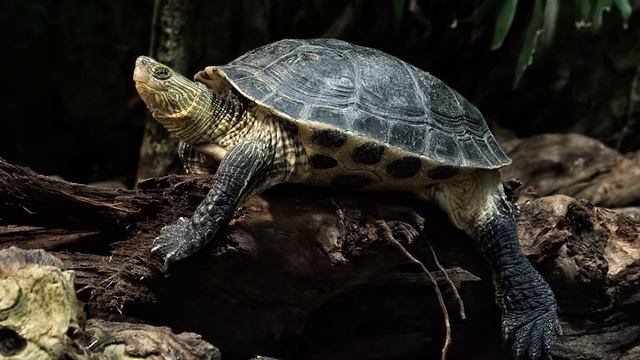 К чему снится ЧЕРЕПАХА или видеть ЧЕРЕПАХУ во сне ★ Толкование Снов ★ СОННИК 3.0™ смотреть онлайн