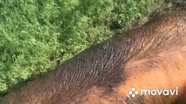 Рыжий подрастает. Свинья везде грязь найдёт ? смотреть онлайн