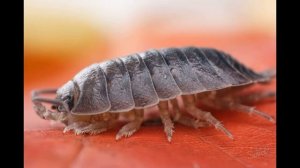 Биология с нуля. Ракообразные.