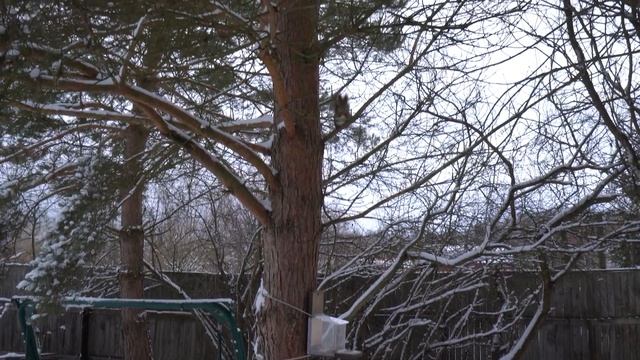 Деревенские будни. Конец зимы. Снегопады. Инкубируем яица. смотреть онлайн