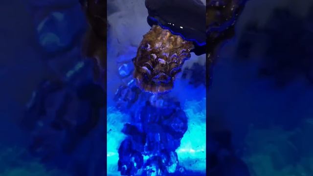 Устрицы, Мидии, морские ежи и многое другое в магазине Бухта и с доставкой в СПб buhta.store смотреть онлайн