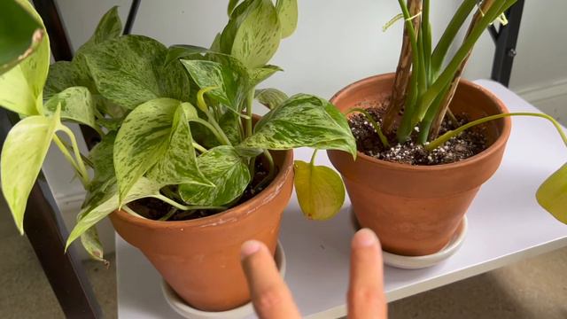 MONSTERA PROPAGATION | Root Development, Potting My Monstera