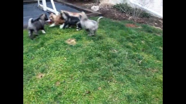 Agouti Siberian Husky Puppies For Sale Emanuel And Emma Esh