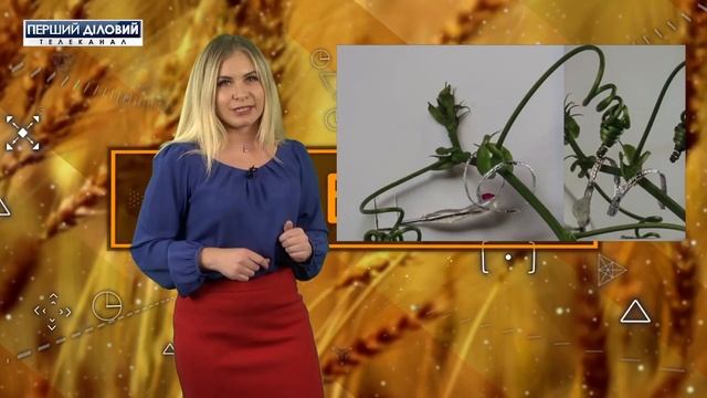 Агробизнес. Выбор микроудобрений смотреть онлайн