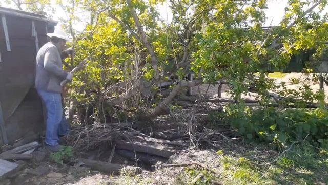 Битва с сараями и не только.Облагораживаем дерево смотреть онлайн