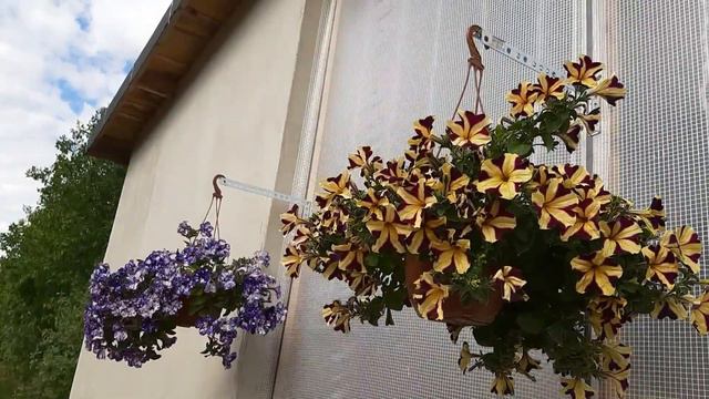 Не цветёт петуния??? Держи рецепт цветения😍🌺