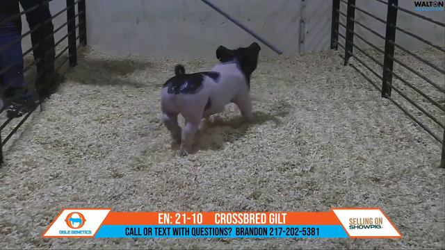EN 21 10 OGLE GENETICS MARCH 2 SALE 25 February 2024 01 44 47 PM смотреть онлайн