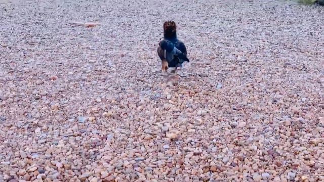 АВСТРАЛИЯ/Путешествия с закрытыми границами/Парк в пустыне Центральной Австралии(Desert Park) смотреть онлайн