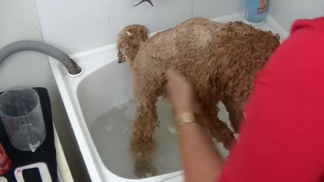 Bath your Toy Poodle - DIY Dog Hygiene/Groom - a tutorial by Cooking For Dogs смотреть онлайн