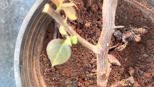 Bougainvillea Plant care Tips || Magical Recipe#limepowder #banana #bouganville #materracegarden смотреть онлайн