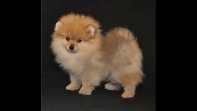 пушистые хвостики и мокрые носики!!! смотреть онлайн