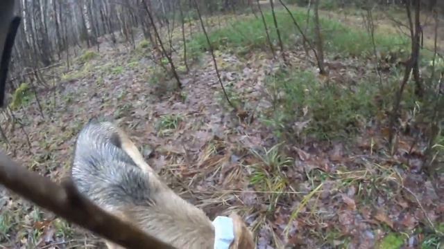 Заяц 12 11 17 смотреть онлайн