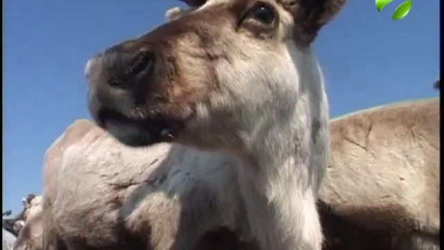 Ямал готовится к массовому отелу оленей смотреть онлайн