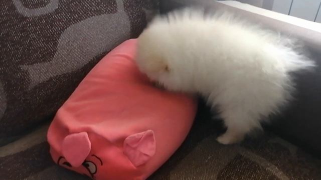Ватсон грызёт свинку смотреть онлайн