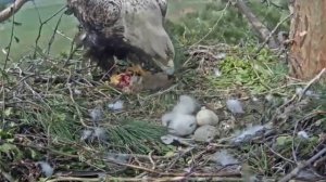 27.05.2022 Второй проклёвывается. Солнечные орлы Aquila heliaca,Татарстан