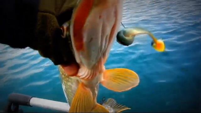 Рыбалка | Щучий каннибализм! смотреть онлайн