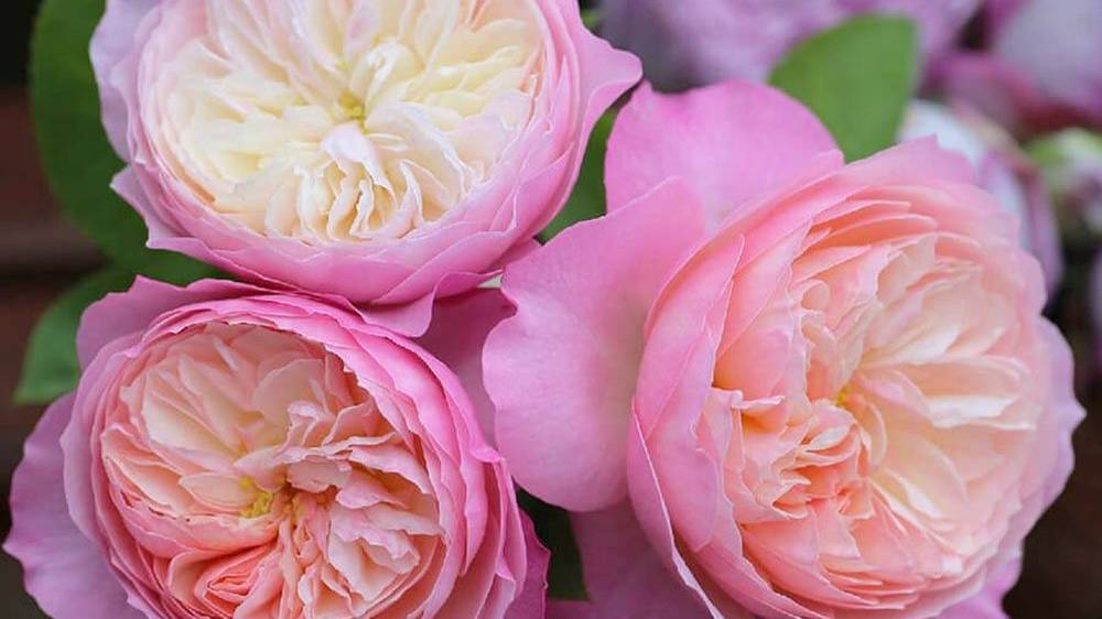 прекрасные розы с БОЛЬШИМИ БУТОНАМИ от rosebushes.ru смотреть онлайн