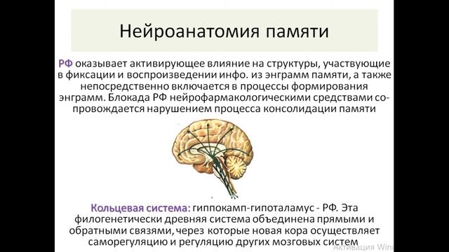 Память. Классификация, виды, структурная организация памяти смотреть онлайн
