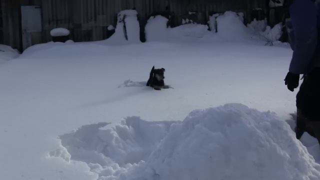 Видео НЕ по электрике! Смертельный номер с собакой))) смотреть онлайн