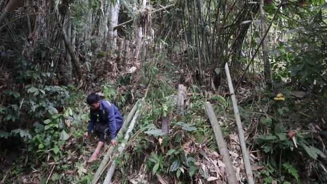 Mountain life, Free life in the deep forest, Harvest sweet potato and make beds to grow crops смотреть онлайн