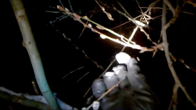 Зимнее чудо 2016 (видео) - распускающиеся вербы на Праздник Введениея во Храм Персвятой Богородицы смотреть онлайн