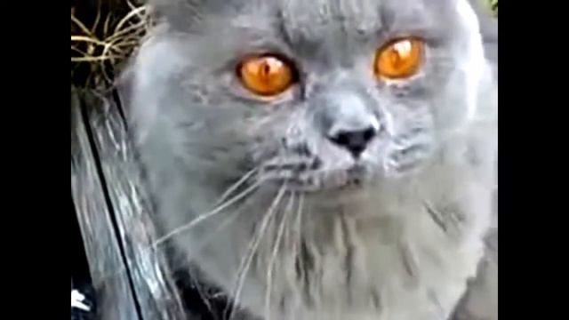 кошки атакуют,cat attack смотреть онлайн