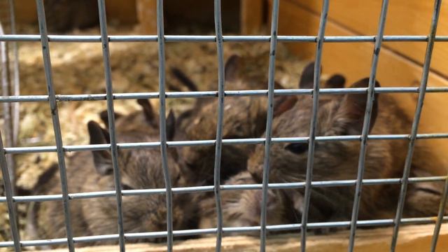 Белки Дегу смотреть онлайн