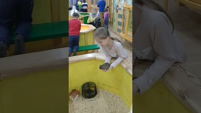 Чилийская белка смотреть онлайн