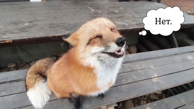 ЛИ СЯО. Алиса - Лиса. Как количество еды влияет на счастье лисы. смотреть онлайн