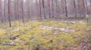 СОТНИ БЕЛЫХ ГРИБОВ!!!