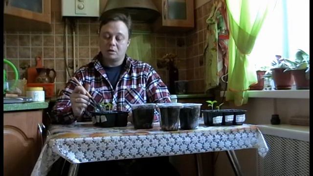 Пикировка баклажанов смотреть онлайн